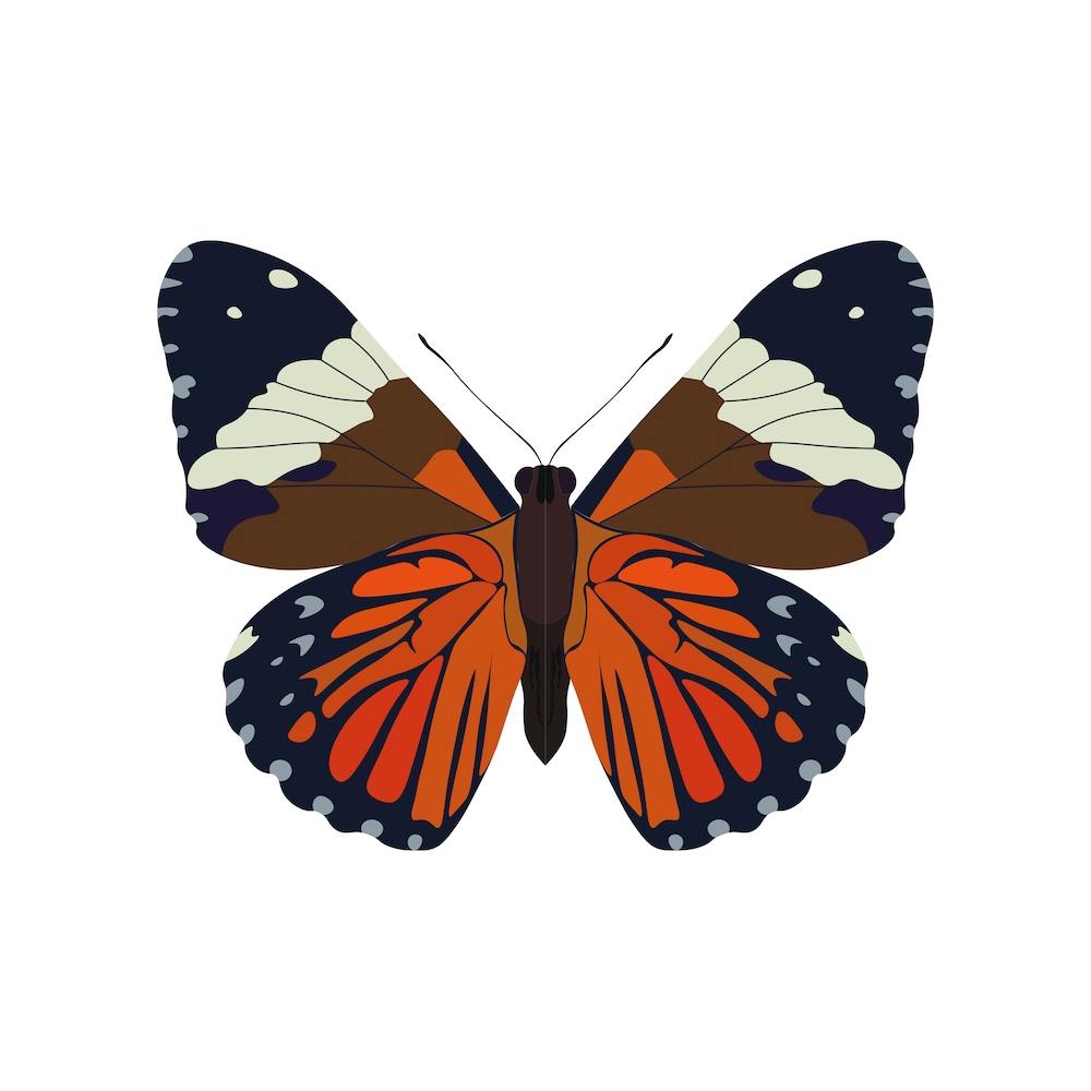 Hamadryas Butterfly Square