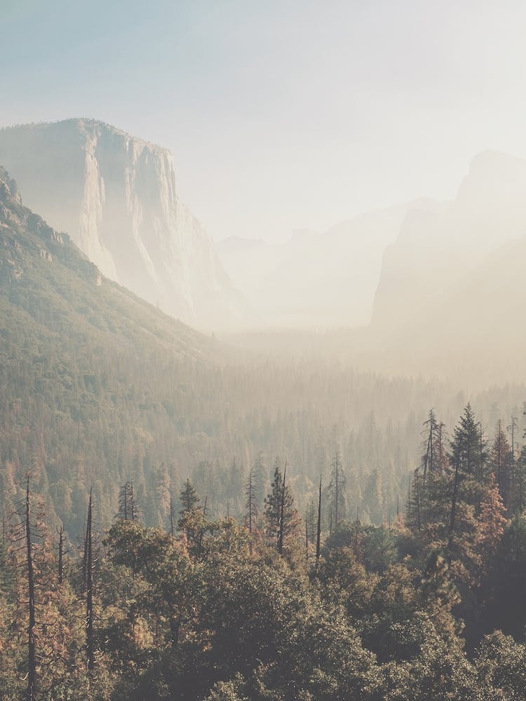 Foggy Yosemite Forest