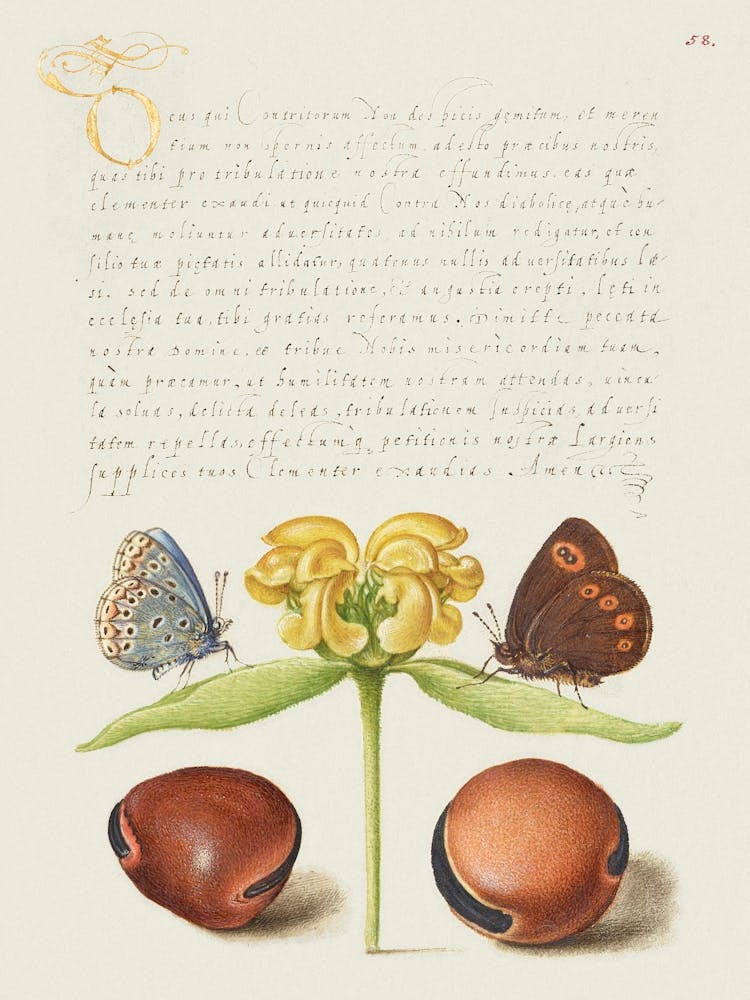 Motten, Jerusalem-Salbei und Bohnen aus Mira Calligraphiae Monumenta, Joris Hoefnagel