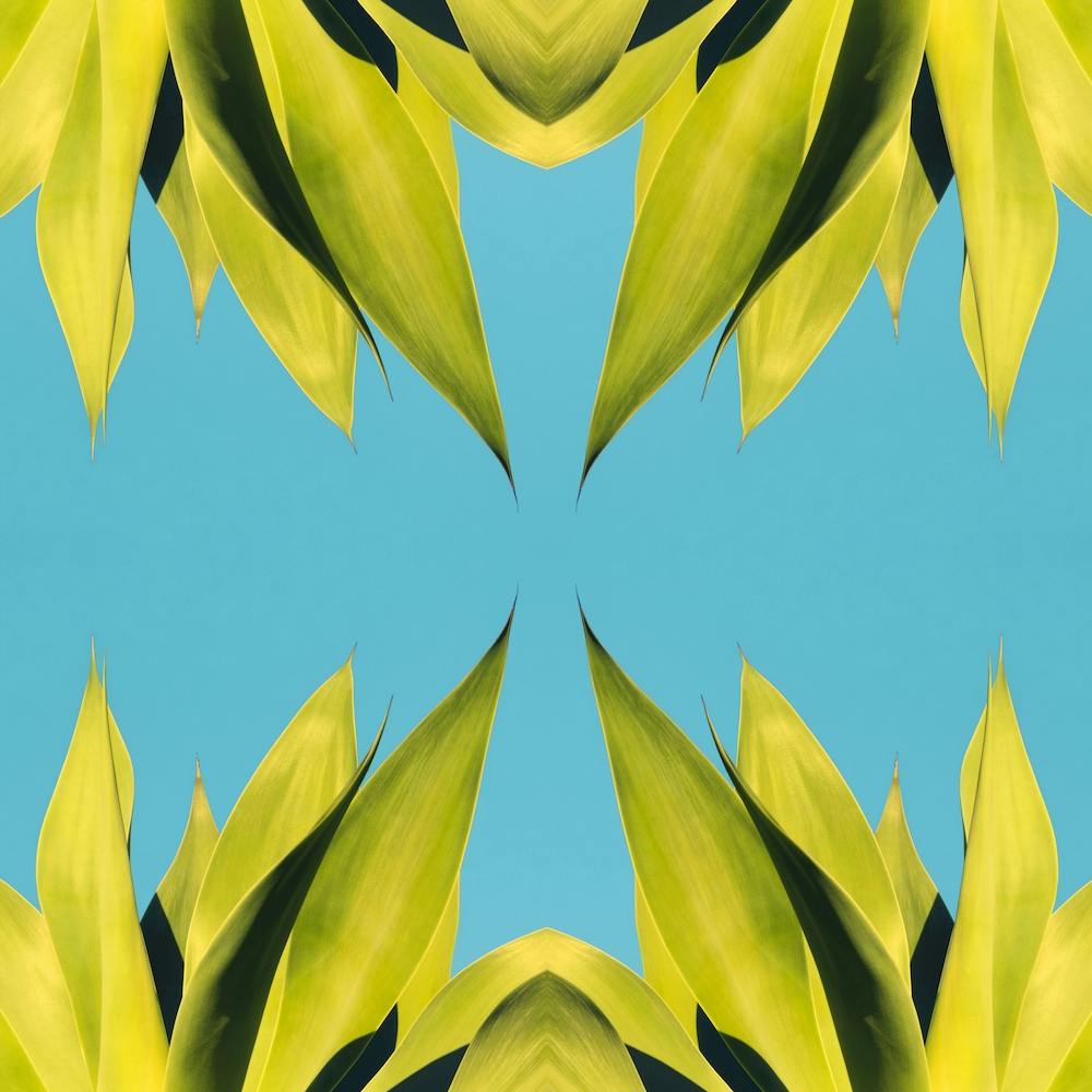 In Bloom