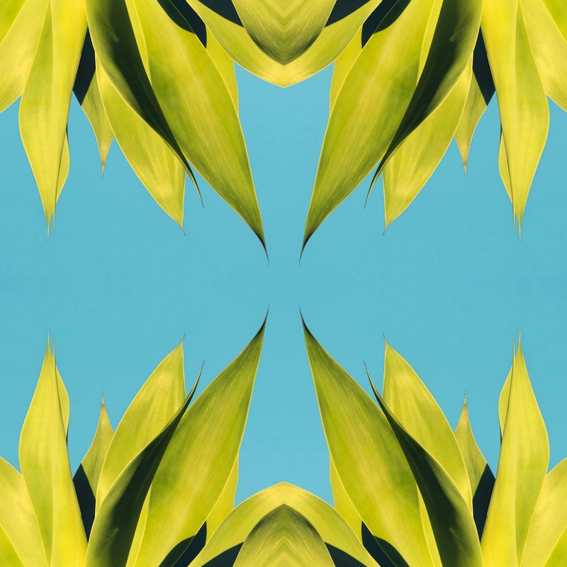 In Bloom