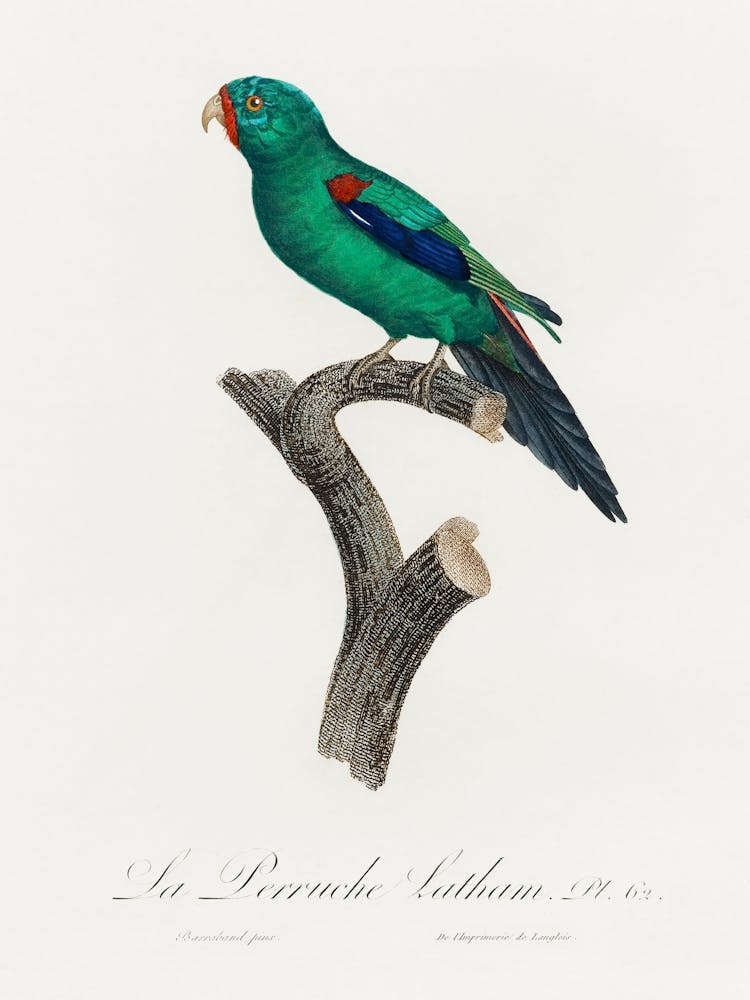 The Swift Parrot From Natural History Of Parrots, Francois Levaillant