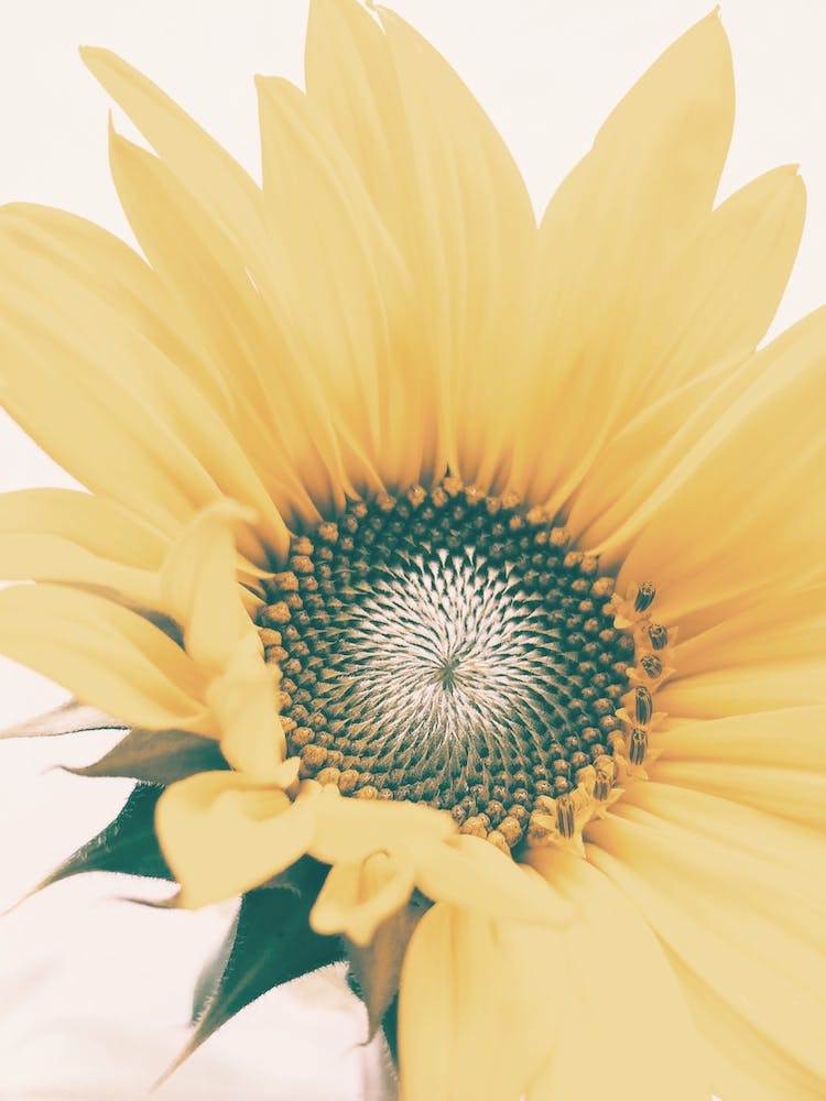 Open Sunflower