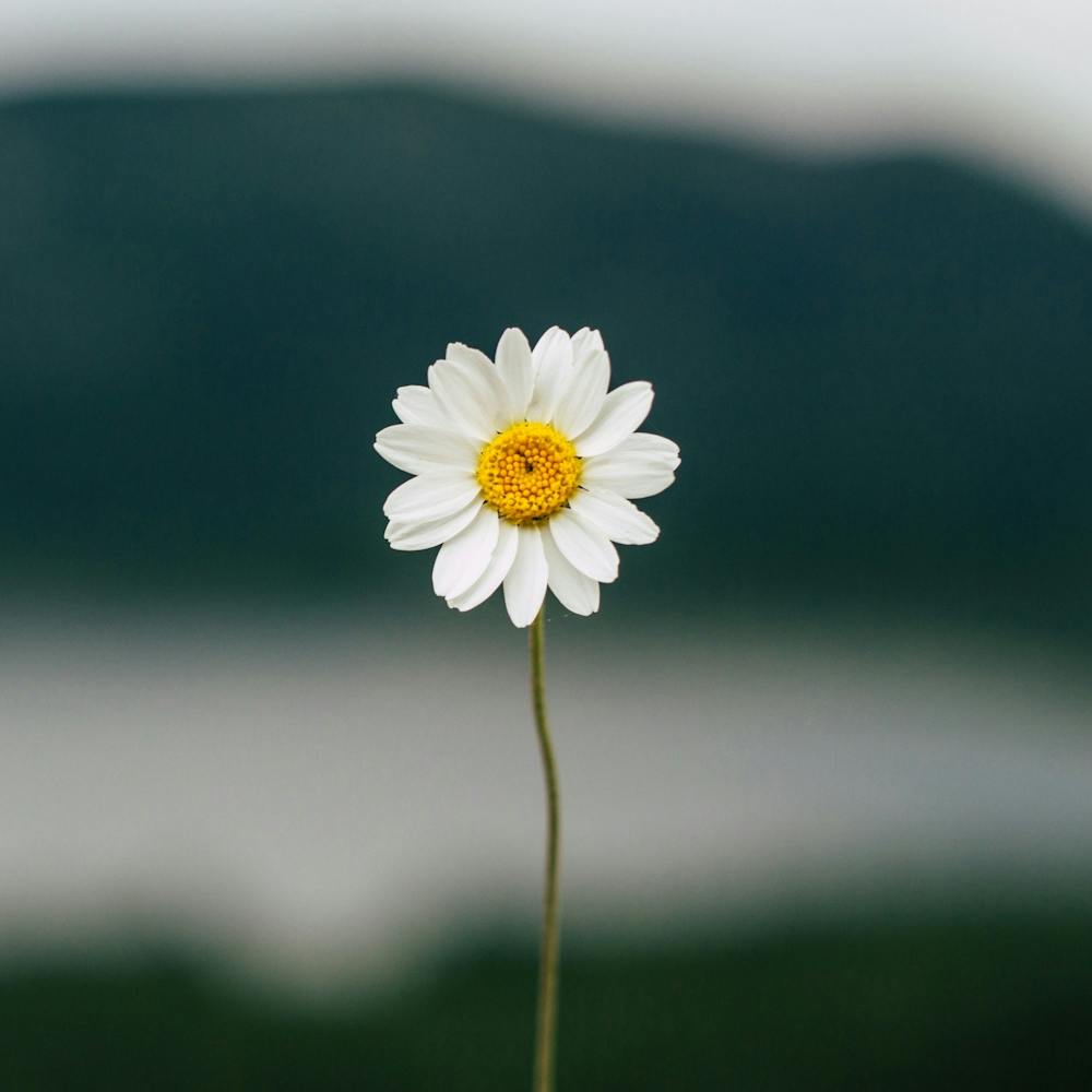 Single Daisy