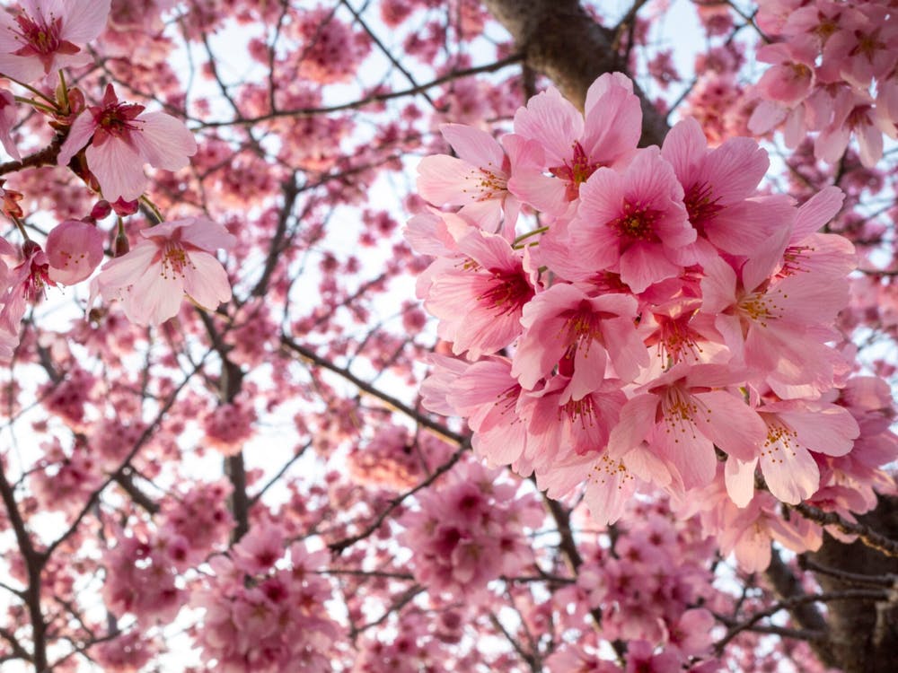 Cherry Blossoms 13