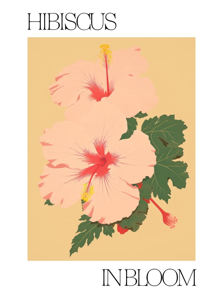 Hibiscus In Bloom Flowers Bold Illustration 1
