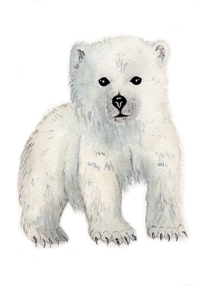 Polar Bear Cub