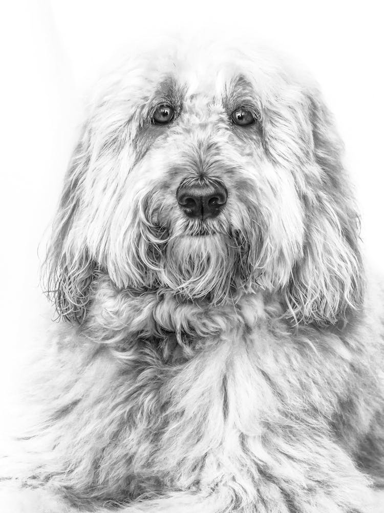 Vl Dog 03 Copy