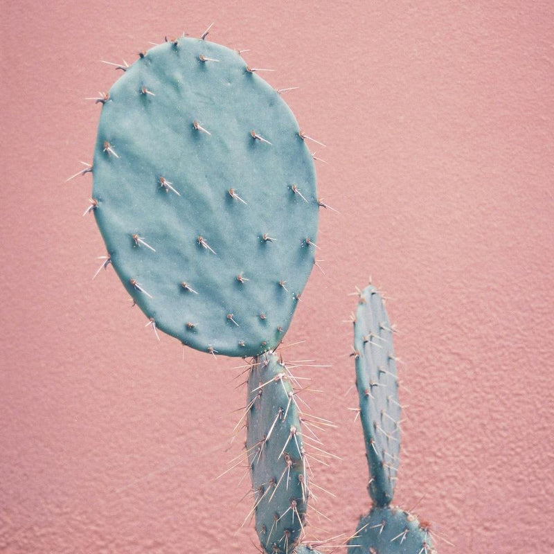 Es sticht Pink & Mint
