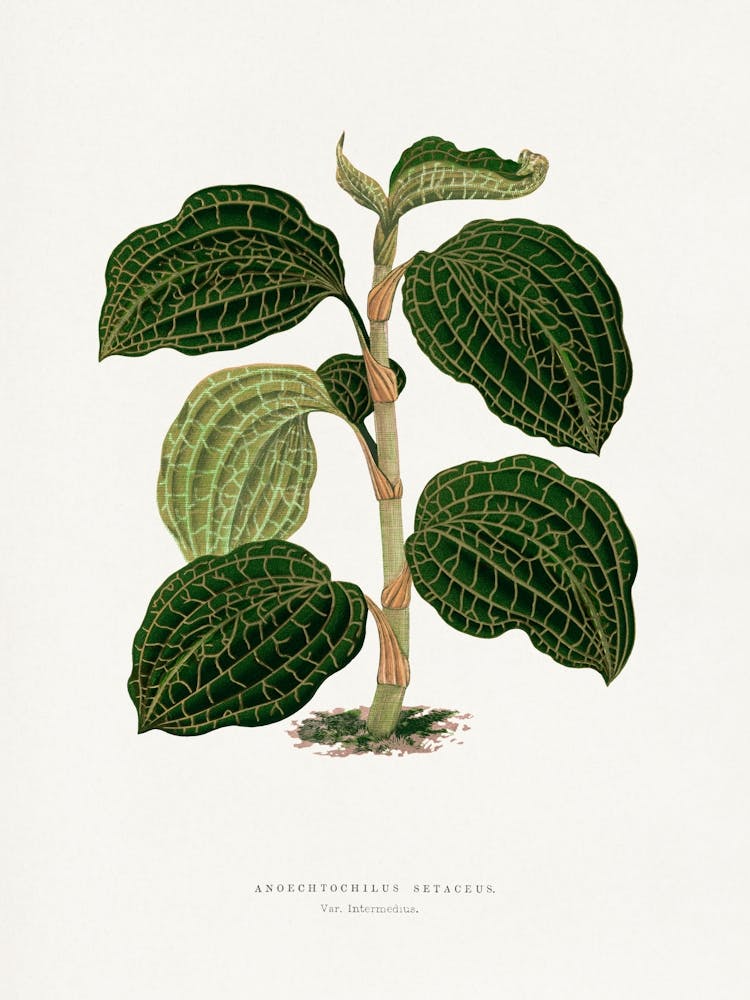 Vintage Botanical _2643231