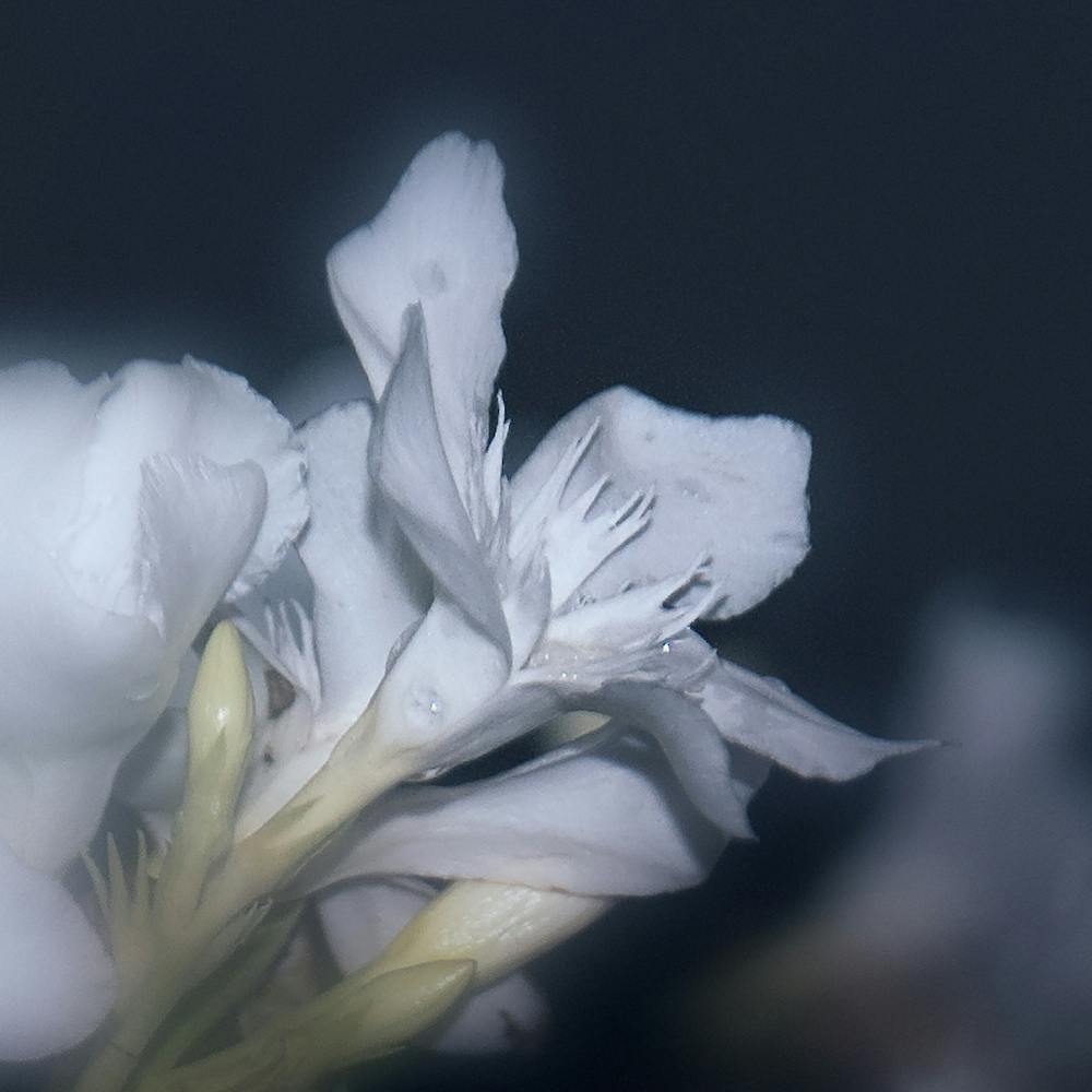 White Queen