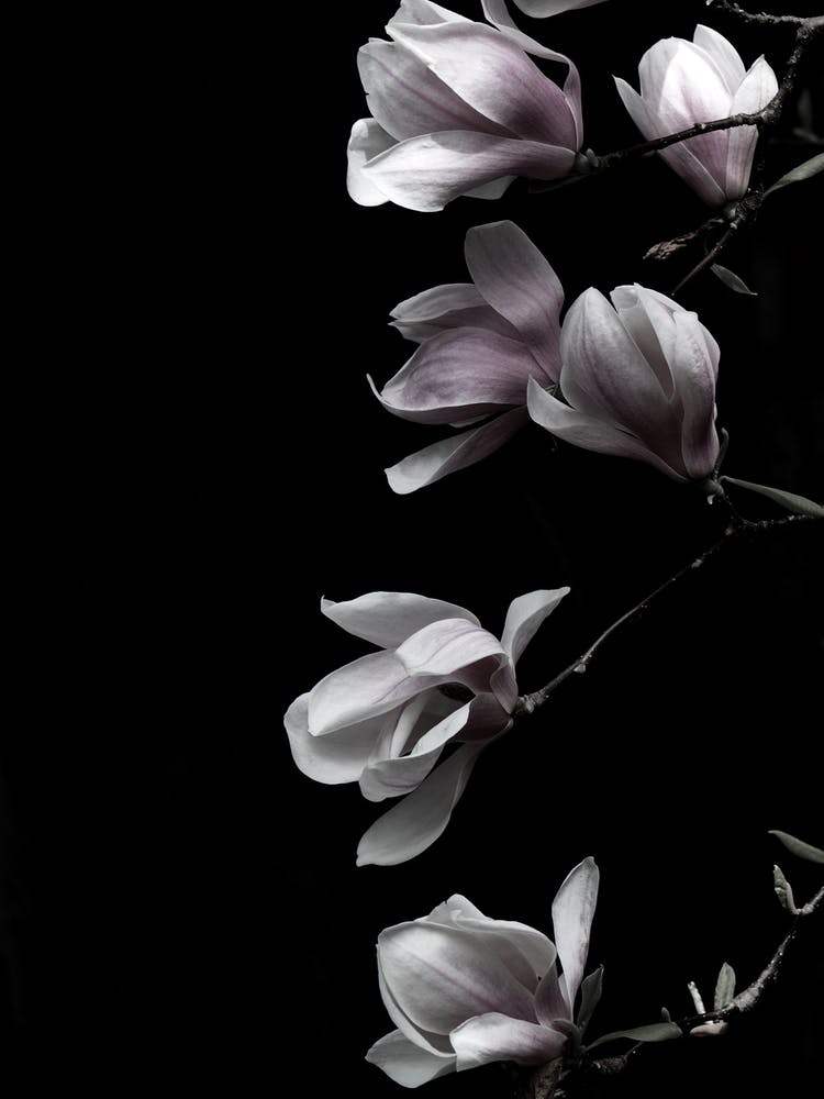 Magnolie auf Schwarz