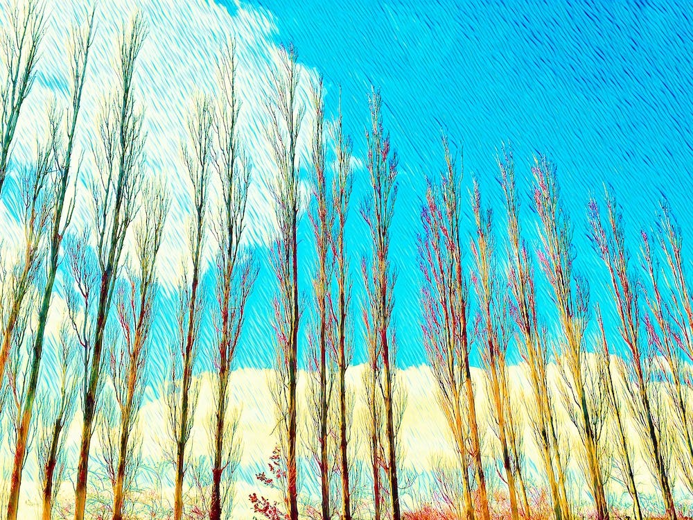 Tree Lined Landscape