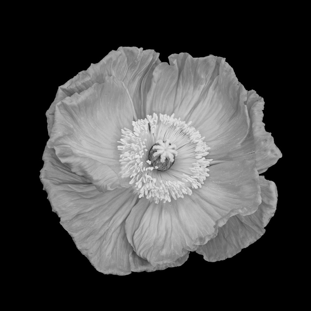 Black And White Poppy