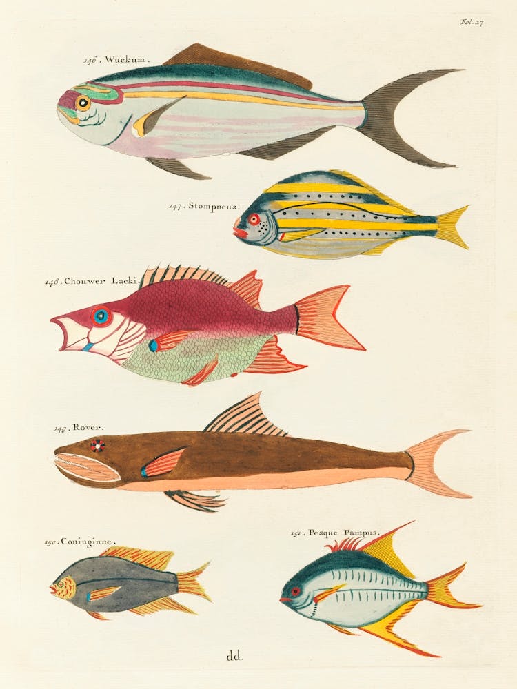 Colourful And Surreal Illustrations Of Fishes Found In Moluccas (Indonesia) And The East Indies, Louis Renard(56)