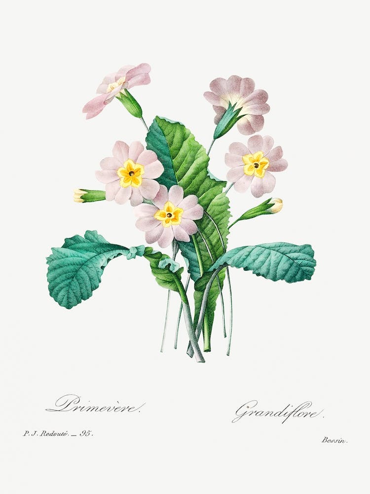Common Primrose, Pierre Joseph Redouté