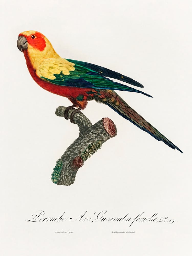 The Sun Parakeet, Female From Natural History Of Parrots, Francois Levaillant