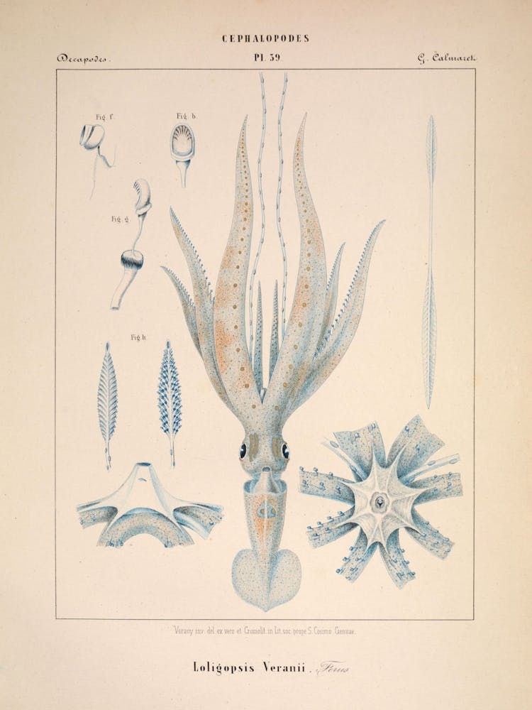 Vérany 1 Loligopsis Veranii