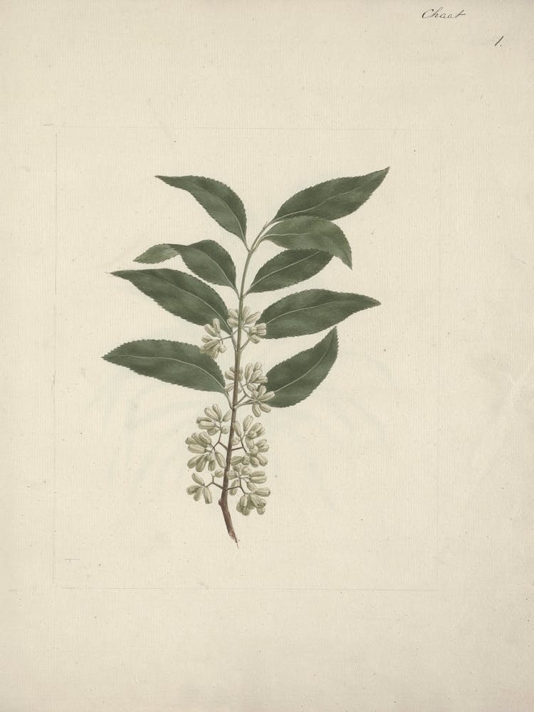 Catha Edulis Forssk (Khath), Luigi Balugani