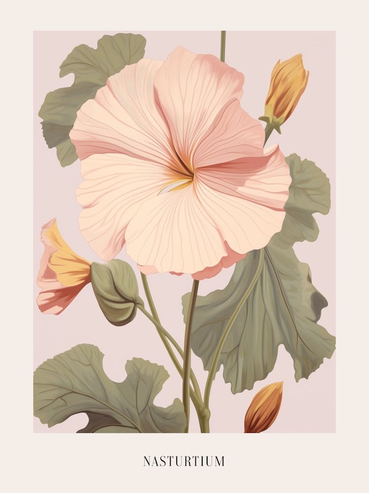 Floral Illustration Nasturtium 2 Poster