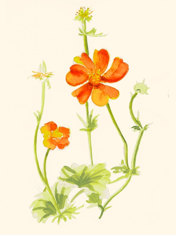 Orange Daisy Flower Painting