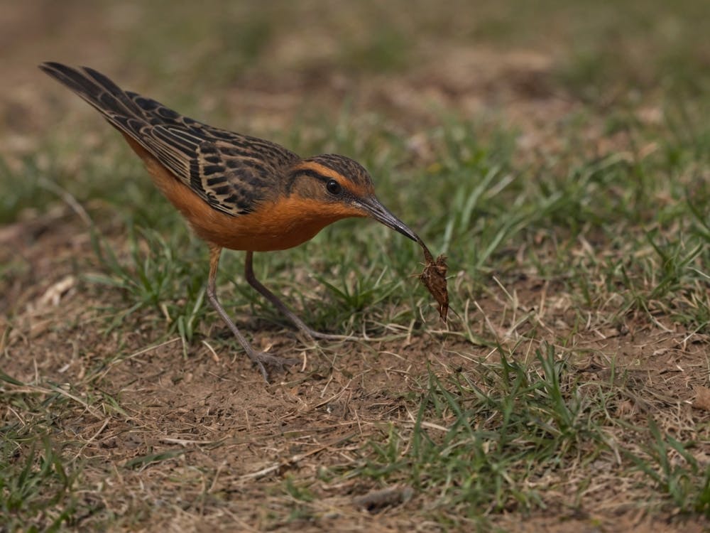 Rufous-Tailed Robin 2
