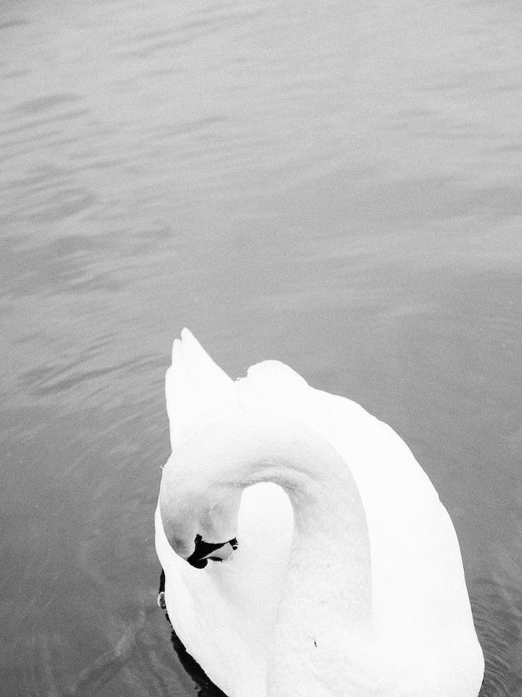 Cygne Blanc