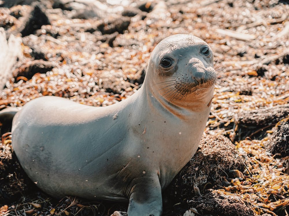 Beach Seal