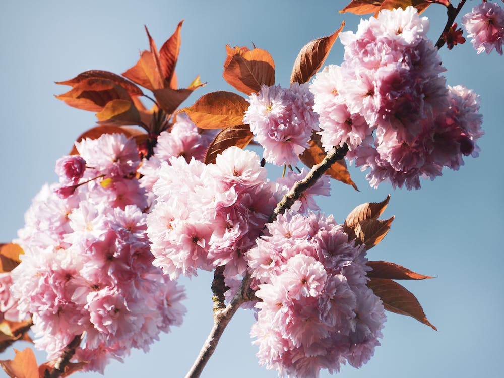 Cherry Blossoms 1