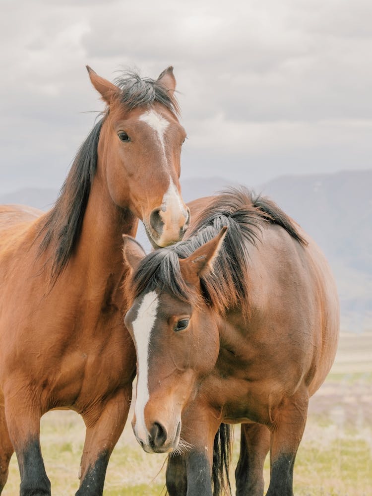 Two Bay Horses