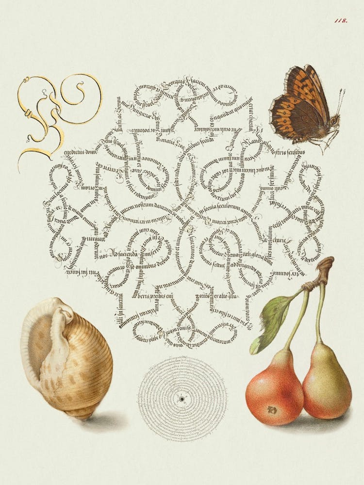 Butterfly, Marine Mollusk, And Pear From Mira Calligraphiae Monumenta, Joris Hoefnagel