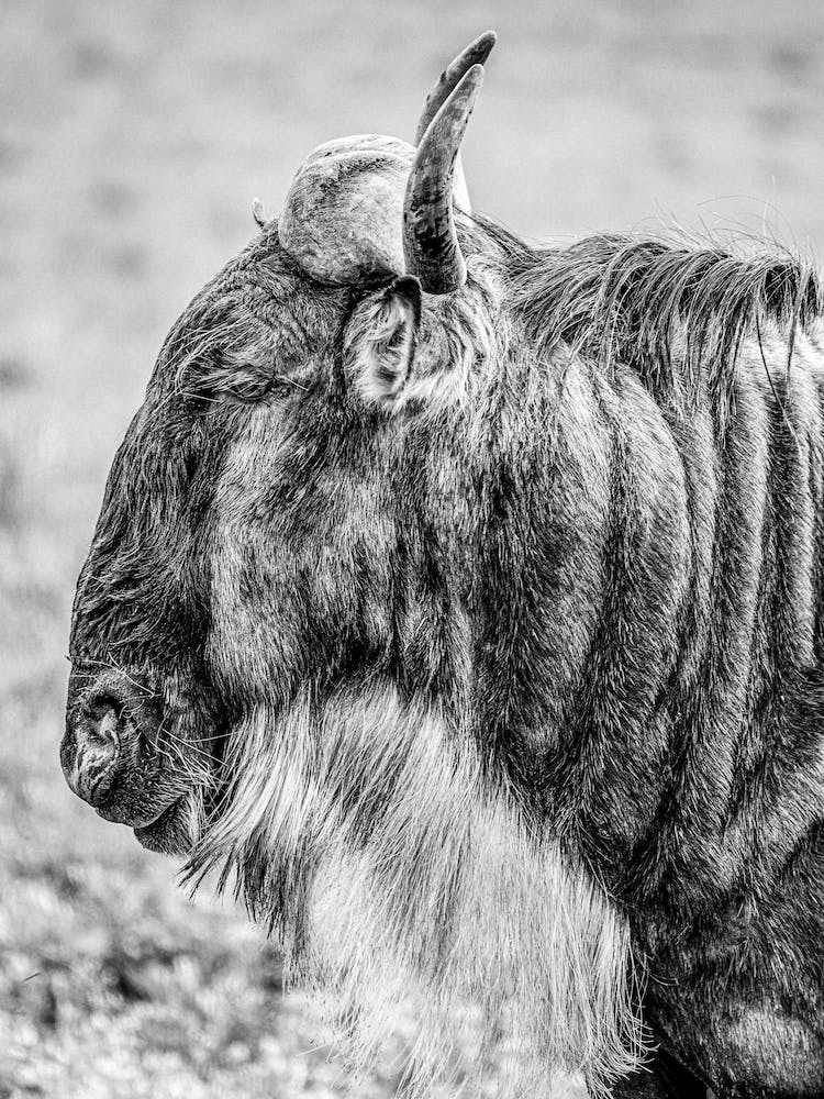 Wildebeest