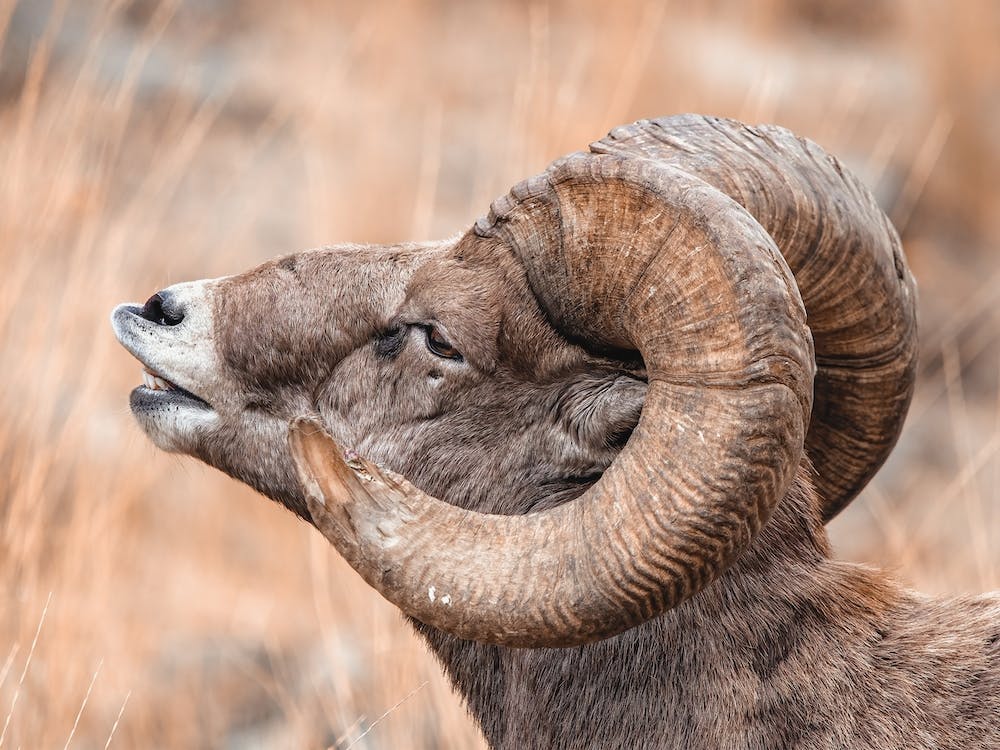 Ram Bighorn Sheep