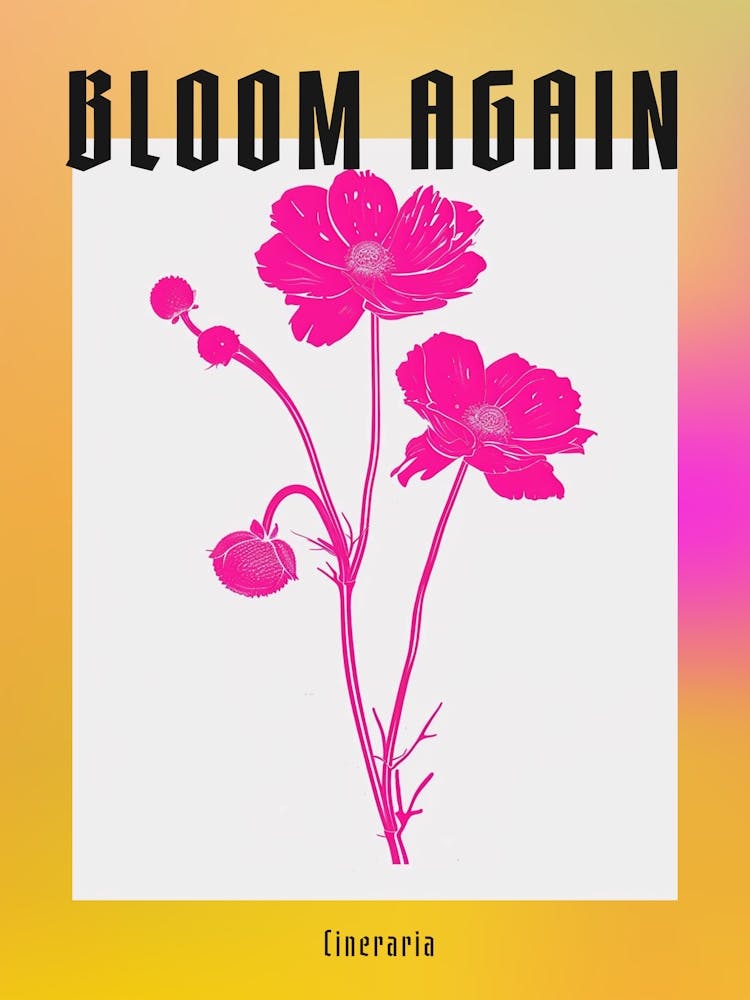 Knallpinke Cinerarie 2 Poster