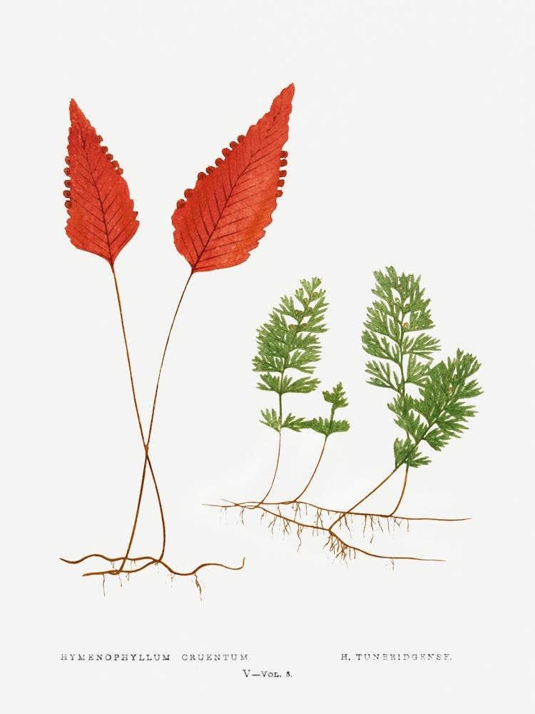 Ferns