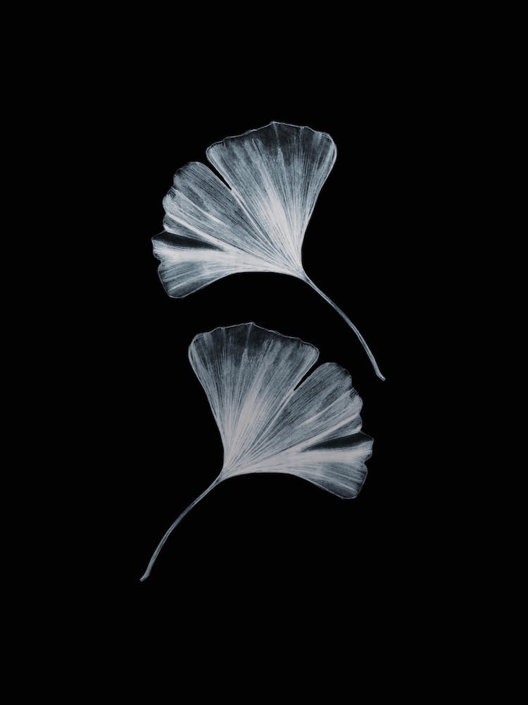 Ginko Black And White Handrawn