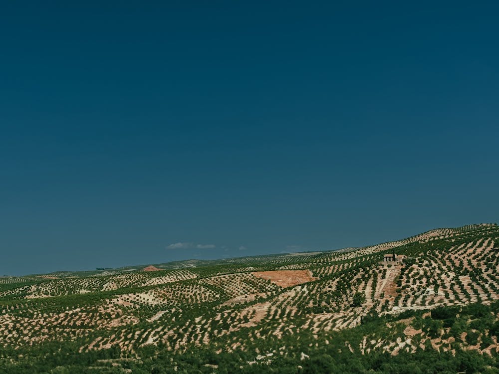 Olive Groves, Spain