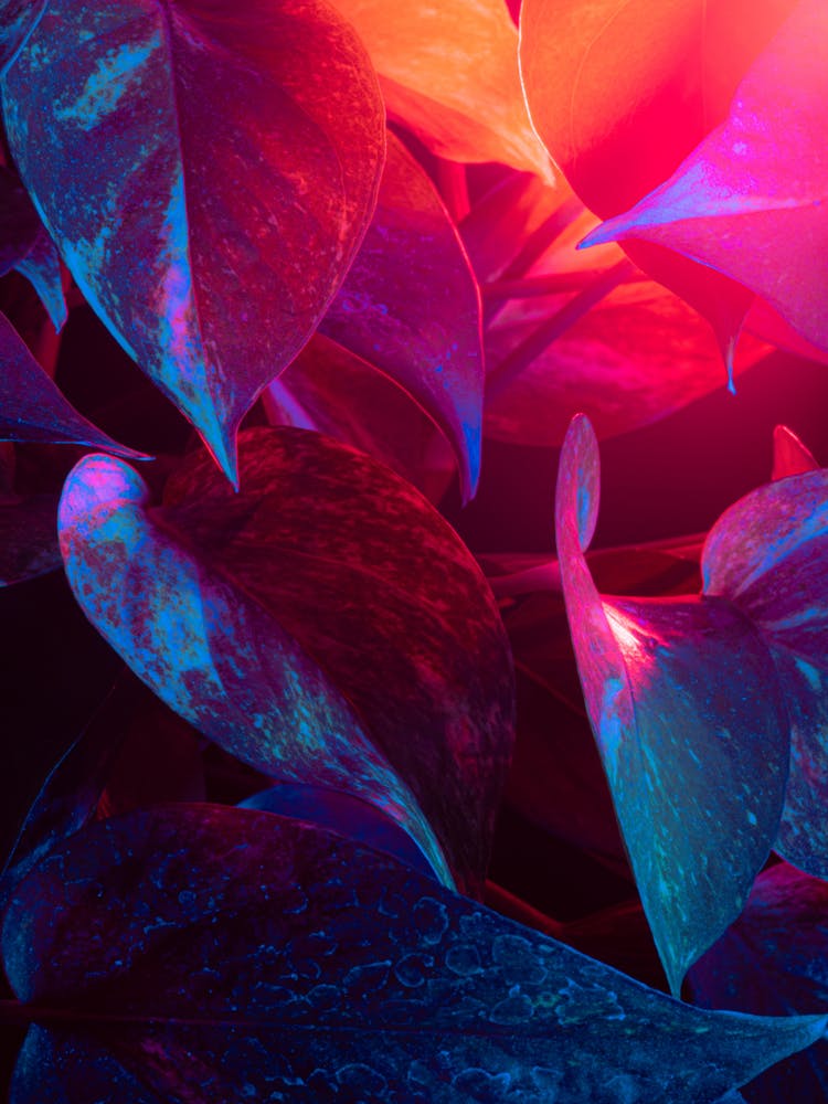 Abstract Background Of Leaves