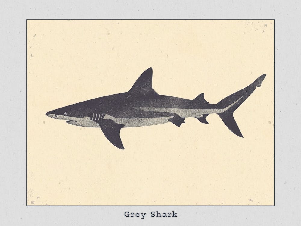 Grey Shark Silhouette 2 Poster