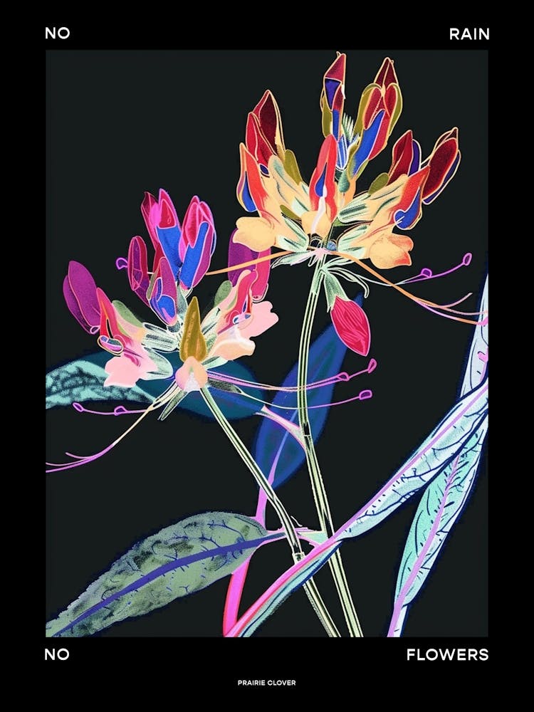 No Rain No Flowers Poster Prairie Clover 4