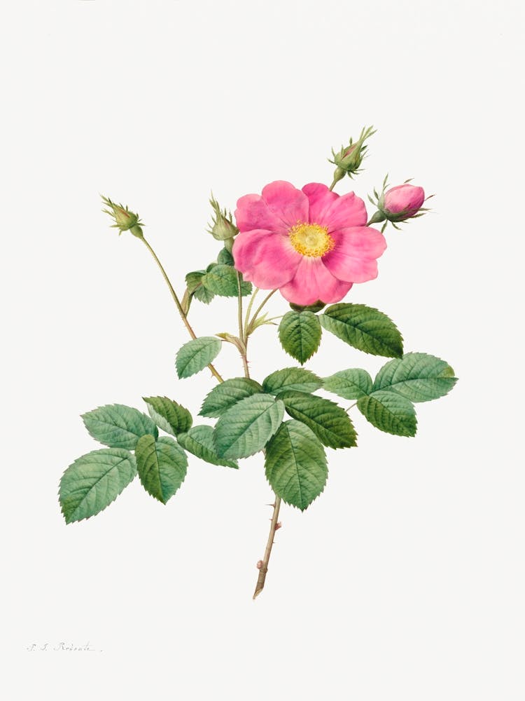 Cabbage Rose, Pierre Joseph Redoute (5)
