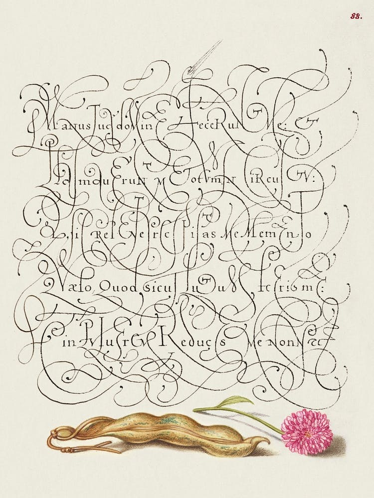 Kidney Bean And English Daisy From Mira Calligraphiae Monumenta, Joris Hoefnagel