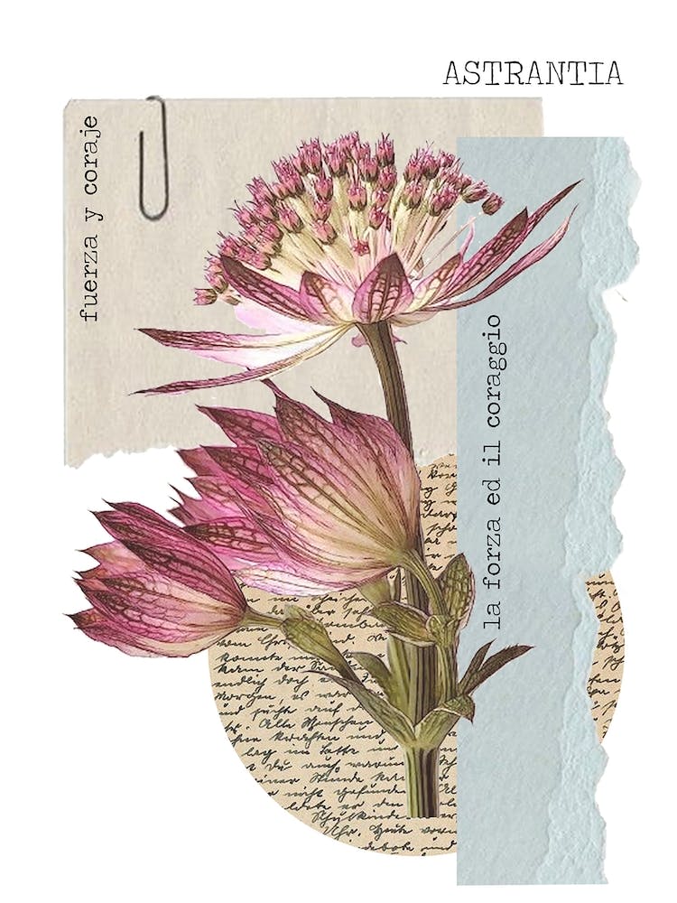 Astrantia