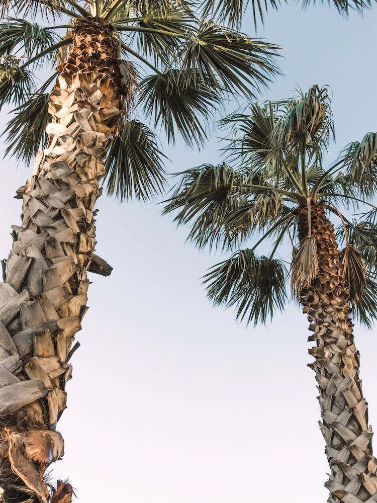 Pastel Palm Trees