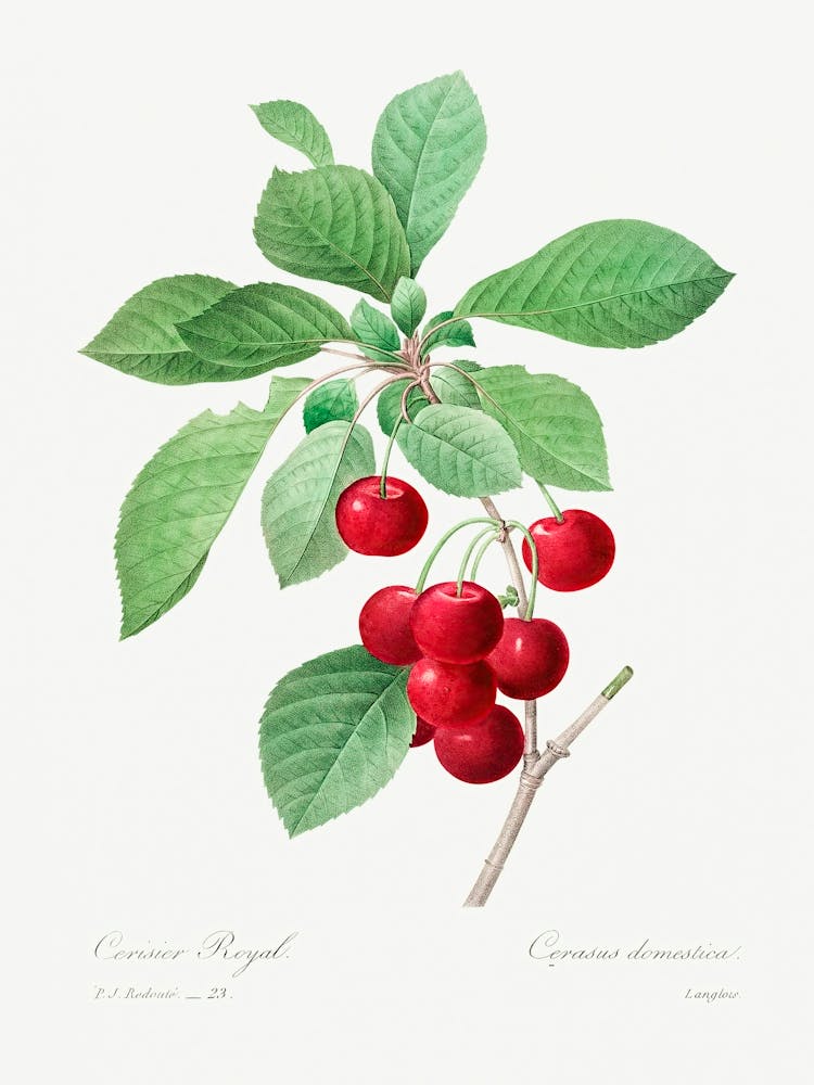 Red Cherry, Pierre Joseph Redoute