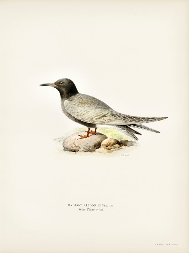 Hrdrochelidon Nigra, The Von Wright Brothers