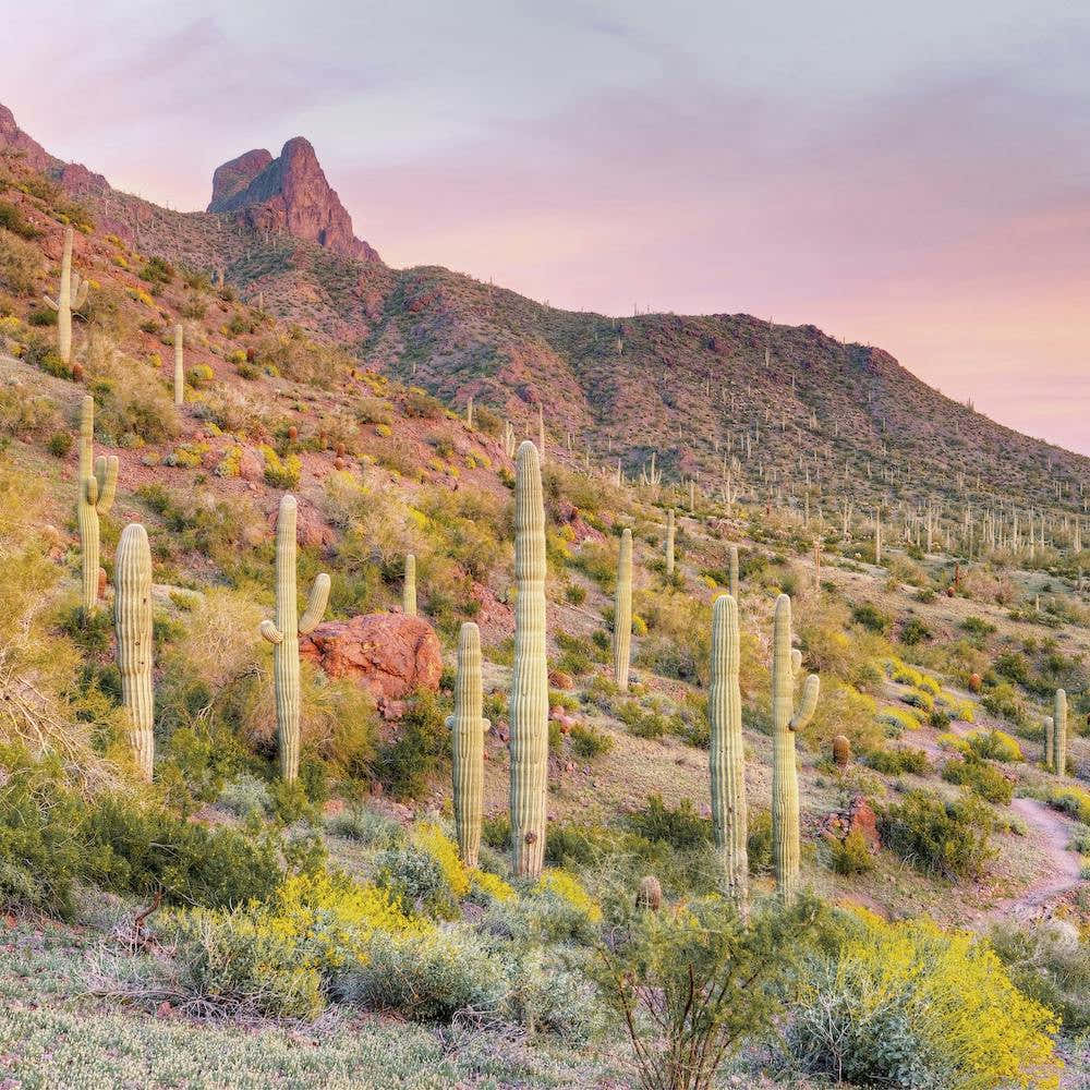 Pastel Saguaro Sunset