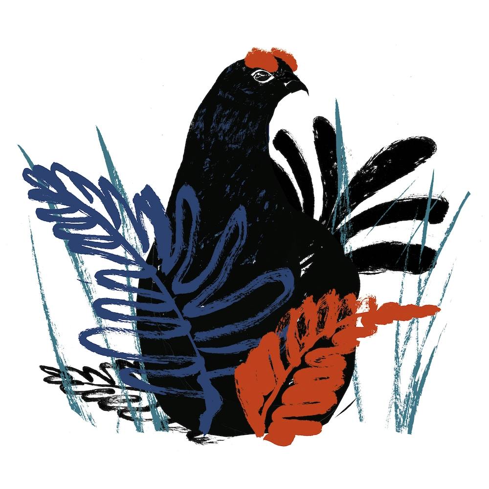 Black Grouse Square