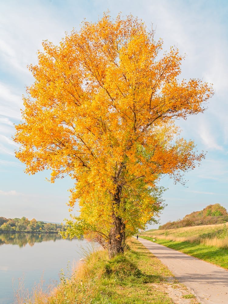 Autumn Tree By The River