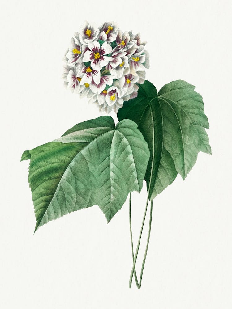 Dombeya Amelia, Pierre Joseph Redouté